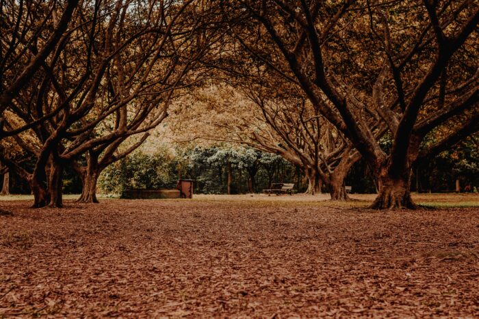 Fun Family Activities